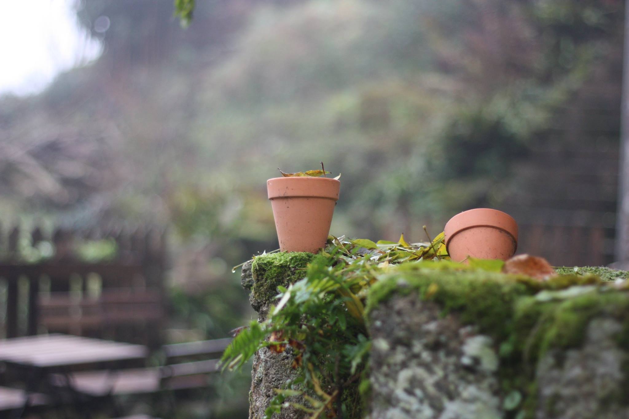 Pots de fleurs dans le Jerzual à Dinan